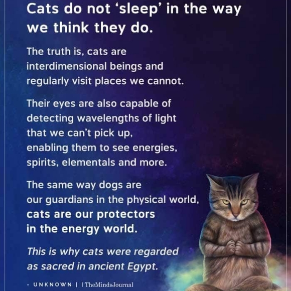 My Cats 𓃠🧡🧡𓃠 - Picture 10 of 16